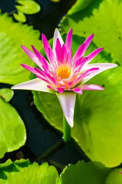 Lotus flower in water pond, Thailand
