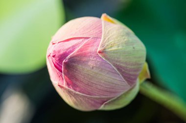 Tayland 'da su birikintisinde pembe nilüfer çiçeği