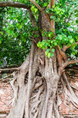 Eski Duvardaki Büyük Banyan Ağacı Sang Kratai Tapınağı, Tayland.