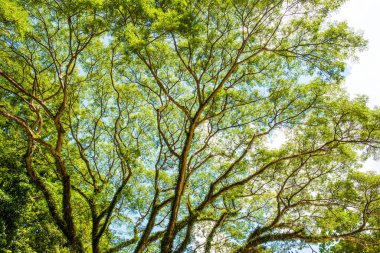 Khlong Lan Ulusal Parkı, Tayland Ağaçları