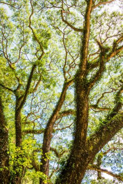 Khlong Lan Ulusal Parkı, Tayland Ağaçları