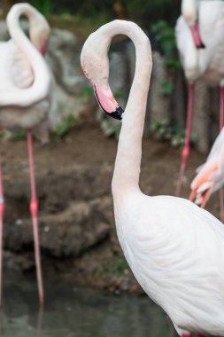 Büyük Flamingo 'nun Portresi, Tayland