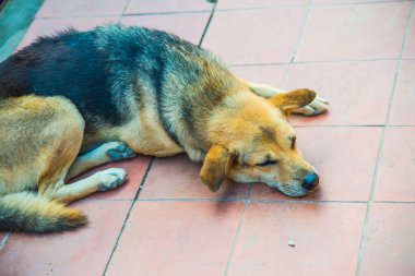 Tayland sosisi seramik zeminde, Tayland.