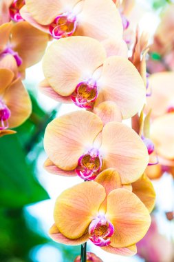 Orkide Çiçeklerinin Kapanışı, Tayland.