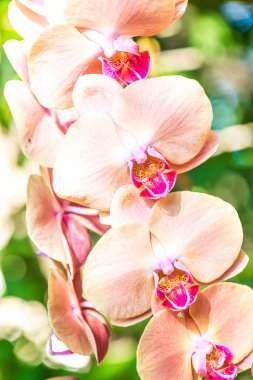 Orkide Çiçeklerinin Kapanışı, Tayland.