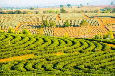 Tayland, Tayland 'da çay çiftliği