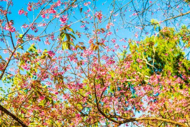 Chiangmai Eyaleti, Tayland 'daki Kiraz Çiçeği Parkı