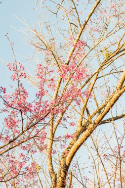 Chiangmai Eyaleti, Tayland 'da Kiraz Çiçekleri