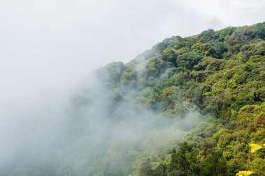 Tayland 'da Ulusal Park' ta sisli bir orman