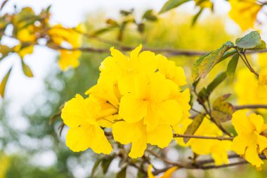 Cüce Altın Trompet çiçek Tayland, Tayland