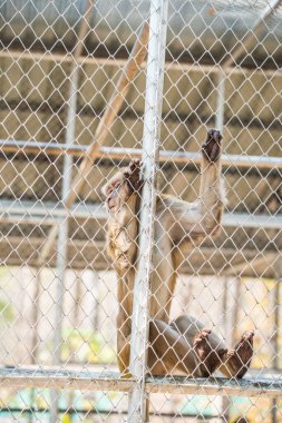 Rhesus Macaque, Tayland 'daki kafeste.