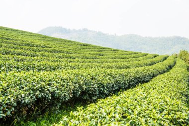 Tayland, Tayland 'da çay çiftliği