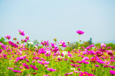 Kozmos tarlası çiçeği, Tayland