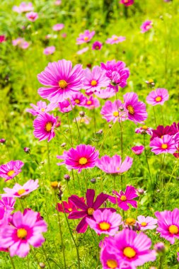 Kozmos tarlası çiçeği, Tayland