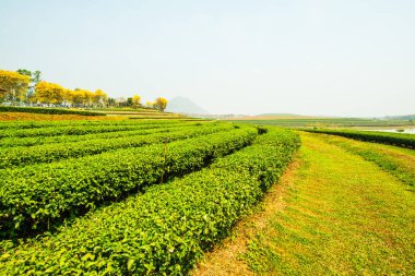 Tayland, Tayland 'da çay çiftliği