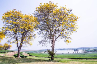 Tayland 'da Çay Çiftliği ile Cüce Altın Trompet Ağaçları