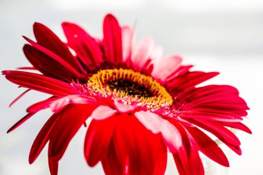 Tayland, Gerbera çiçeğine yakın.