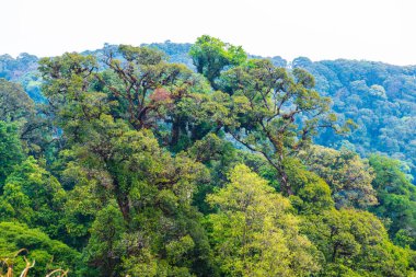 Doi Inthanon Ulusal Parkı, Tayland Ormanı