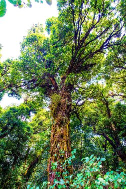 Doi Inthanon Ulusal Parkı, Tayland 'da Büyük Ağaç