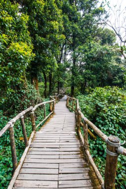 Doi Inthanon Ulusal Parkı 'nda Doi Trail, Tayland