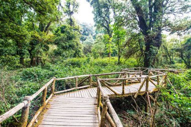 Doi Inthanon Ulusal Parkı 'nda Doi Trail, Tayland