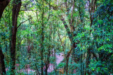 Doi Inthanon Ulusal Parkı, Tayland 'da orman bolluğu