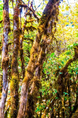 Doi Inthanon Ulusal Parkı, Tayland 'da orman bolluğu