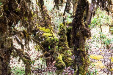 Doi Inthanon Ulusal Parkı, Tayland 'da orman bolluğu