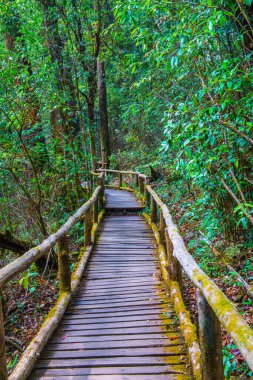 Doi Inthanon Ulusal Parkı 'nda Doi Trail, Tayland