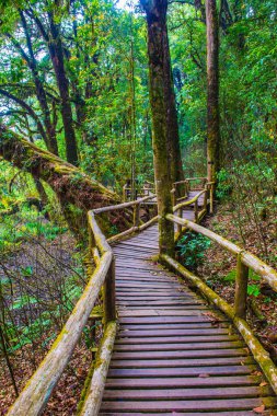 Doi Inthanon Ulusal Parkı 'nda Doi Trail, Tayland