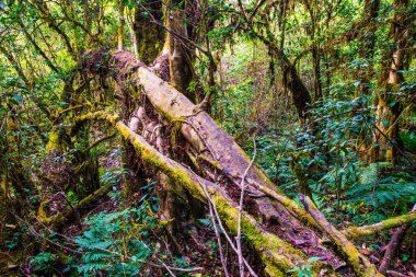 Doi Inthanon Ulusal Parkı, Tayland 'da orman bolluğu