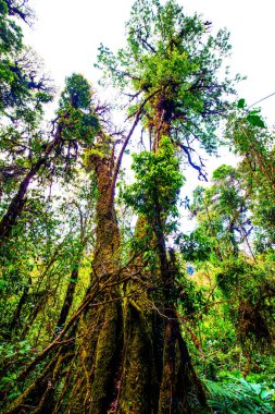 Doi Inthanon Ulusal Parkı, Tayland 'da orman bolluğu