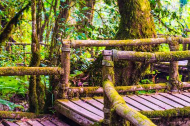 Doi Inthanon Ulusal Parkı 'nda Doi Trail, Tayland