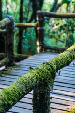 Doi Inthanon Ulusal Parkı 'nda Doi Trail, Tayland