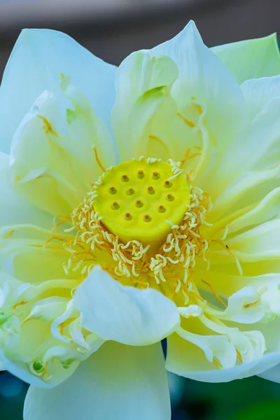 Detail of Yellow Lotus Flower, Thailand.