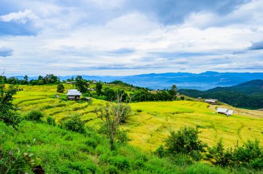 Pa Bong Piang Rice Terraces at Chiang Mai Province, Thailand.