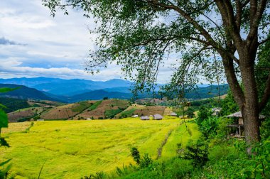 Pa Bong Piang Rice Terraces at Chiang Mai Province, Thailand.