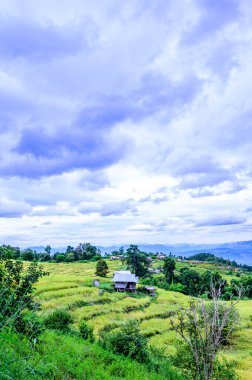 Pa Bong Piang Rice Terraces at Chiang Mai Province, Thailand.