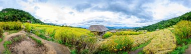 Panorama View of Pa Bong Piang Rice Terraces at Chiang Mai Province, Thailand.