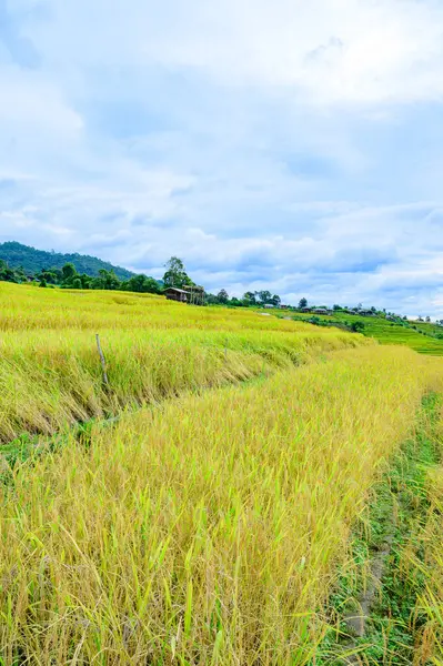 Pa Bong Piang Rice Terraces at Chiang Mai Province, Thailand.