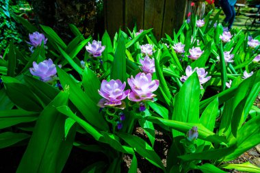 Curcuma Alismatifolia Bahçede, Tayland.