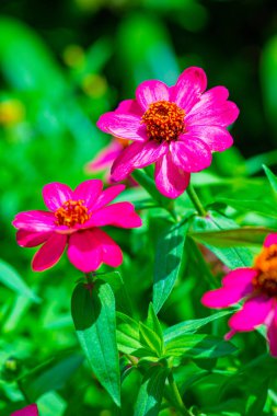 Doğal arka planı olan Zinnia çiçeği, Tayland.