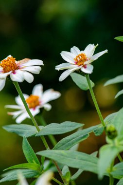 Doğal arka planı olan Zinnia çiçeği, Tayland.