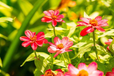 Doğal arka planı olan Zinnia çiçeği, Tayland.