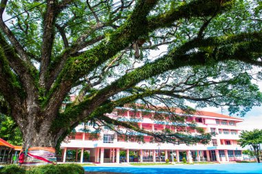 Chiang Kham bölgesinde güzel bir yağmur ağacı, Phayao vilayeti
