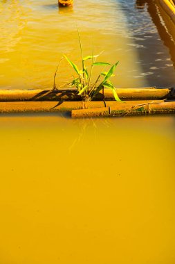 Bambu Kwan Phayao Gölü, Phayao ili.