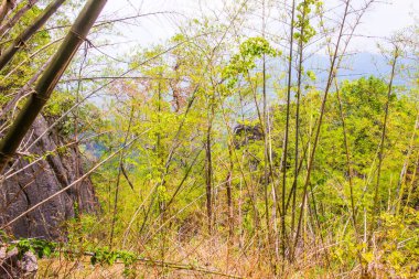 Tayland 'da ormandaki Bambular ve ağaçlar.