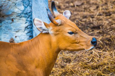 Banteng, Tayland 'ın Baş Fotoğrafı