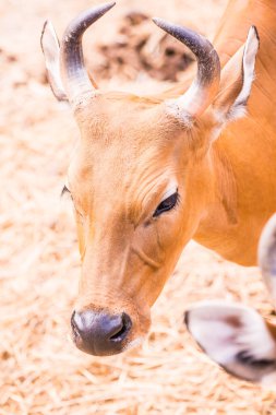 Banteng, Tayland 'ın Baş Fotoğrafı