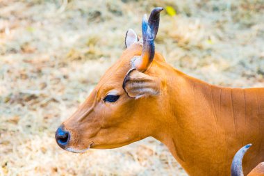 Banteng, Tayland 'ın Baş Fotoğrafı